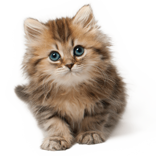 580b57fbd9996e24bc43bb8e